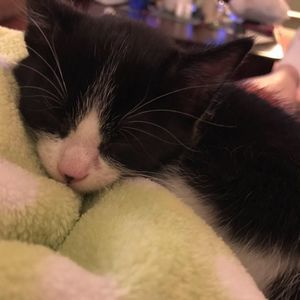 Meet your Posher, Amy